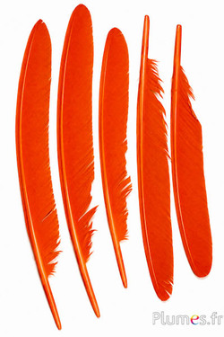 Pfau blau - 33-37 cm - orange-braun 